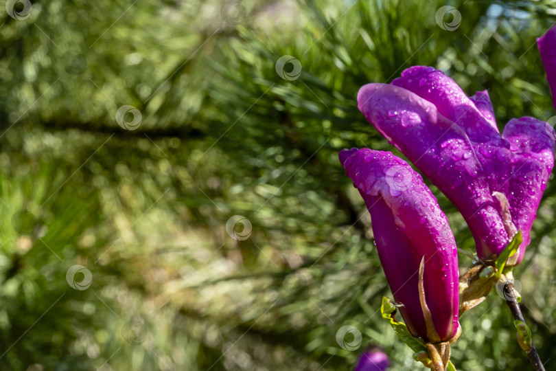 Скачать Два крупных розовых цветка и бутона магнолии Сьюзен (Magnolia liliiflora x Magnolia stellata) на размытых зеленых соснах в весеннем саду фотосток Ozero