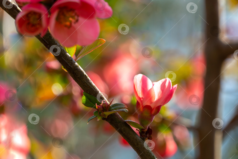 Скачать Ярко цветущая японская айва или Chaenomeles japonica в размытом саду фотосток Ozero