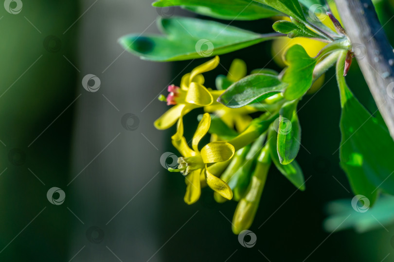 Скачать Мягкий акцент желтого цветка рябины золотистой, распускающегося на зеленом фоне фотосток Ozero