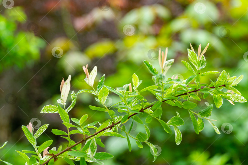 Скачать Ветка ивы японской цельнолистной, Salix integra Hakuro-Nishiki. Натуральный белый, розовый на зеленом фоне. Выборочный акцент. Природная концепция для естественного дизайна фотосток Ozero