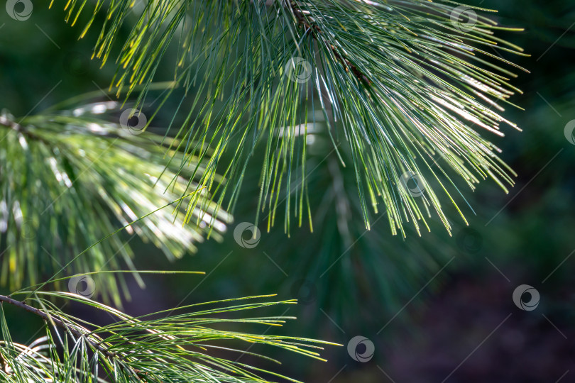 Скачать Длинные зеленые иголки белой сосны Pinus strobus на фоне солнца в размытом зеленом саду. Выборочный макрофокус верхних иголок справа. Оригинальная текстура натуральной сосновой зелени. фотосток Ozero