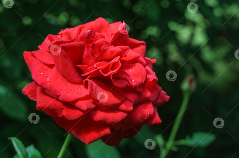 Скачать Выборочный крупный план красивой большой красно-фиолетовой розы при естественном солнечном свете на темно-зеленом фоне боке. Пейзаж с цветочными розами, свежие обои, концепция фона природы фотосток Ozero
