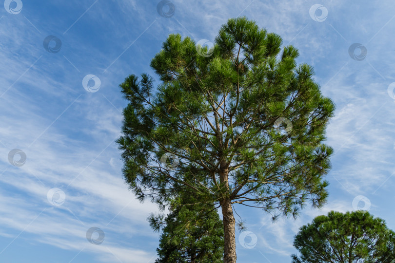 Скачать Красивая итальянская каменная сосна (Pinus pinea) с пышной хвоей на фоне голубого неба. Общественный ландшафтный городской парк Краснодара или парк Галицкого солнечной осенью 2020 года. фотосток Ozero