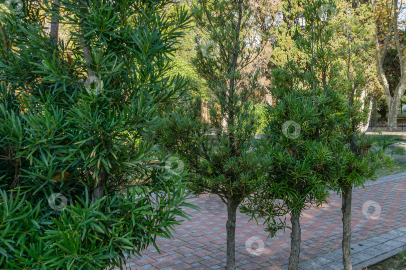 Скачать Зеленые листья Podocarpus Macrophyllus, тисово-сливовой сосны, буддийской сосны и папоротниковой сосны в Сочинском парке. Крупный план фотосток Ozero
