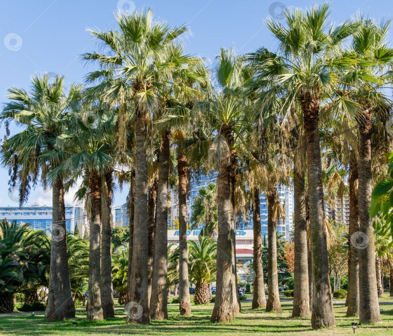 Скачать Красивые вашингтонские пальмы Washingtonia filifera, широко известная как калифорнийская веерная пальма, в Кооперативном парке Сочи. Роскошные деревья на фоне современных зданий. Сочи, Россия - 25 ноября 2020 г. фотосток Ozero