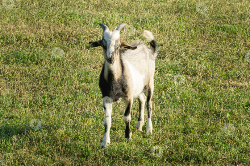 Скачать Красивая пестрая коза пасется на зеленом лугу. Летний солнечный день. Тема природы, сельского отдыха и сельского хозяйства фотосток Ozero
