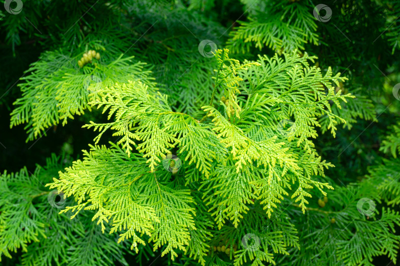 Скачать Крупный план желто-зеленой текстуры хвои западной туи (Thuja occidentalis Aurea). Природный пейзаж, свежие обои и концепция фона природы. Выборочный фокус. фотосток Ozero