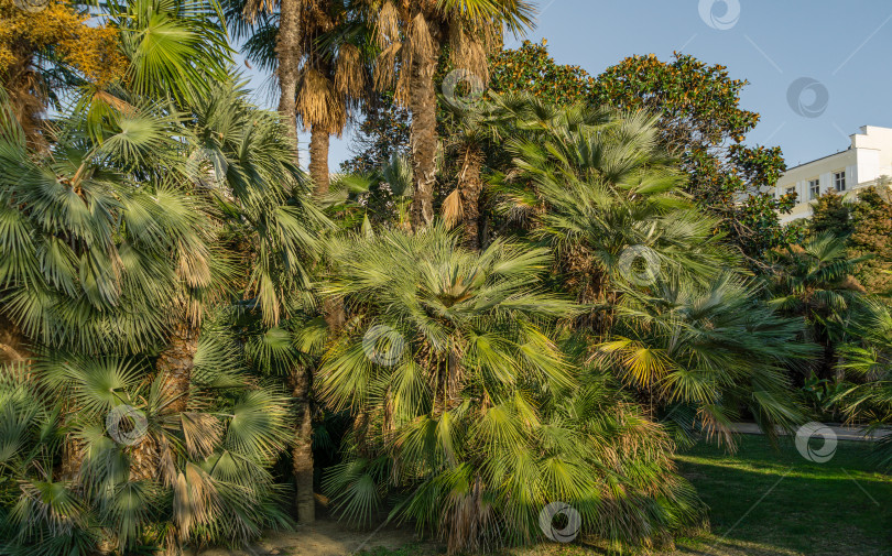 Скачать Красивая пальма Chamaerops humilis, европейская веерная или средиземноморская карликовая пальма в Сочи. фотосток Ozero