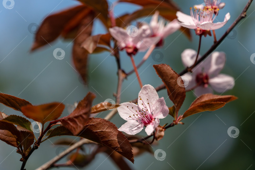 Скачать Дерево Prunus Cerasifera Pissardii распускается розовыми цветами. Весенняя веточка фотосток Ozero