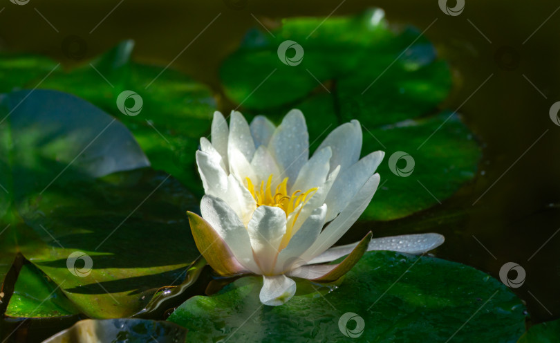 Скачать Волшебная белая водяная лилия или цветок лотоса Marliacea Rosea в садовом пруду. Контрастный крупный план нимфеи с каплями воды, отражающимися в воде. Цветочный пейзаж для обоев природа фотосток Ozero