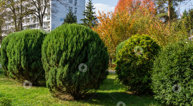 Скачать Топиарное искусство из можжевельника, тиса Taxus baccata и туи на улице осеннего города. Сформированные вечнозеленые растения в курортной зоне Горячего Ключа. Отличная природная концепция дизайна. Избирательный подход фотосток Ozero