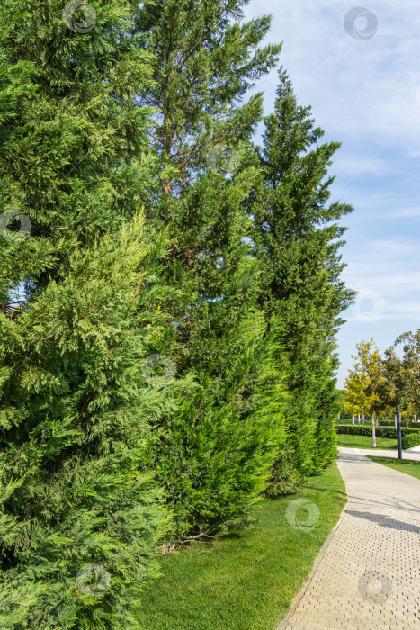 Скачать Группа Cupressus sempervirens или средиземноморских кипарисов, посаженных в новом современном городском парке Краснодара. Общественный ландшафт "Парк Галицкого" для отдыха и прогулок. Солнечный осенний сентябрьский день 2020 года. фотосток Ozero