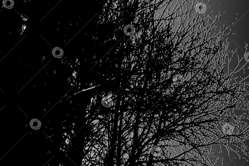 Скачать Абстрактная иллюстрация черных ветвей на сером фоне фотосток Ozero