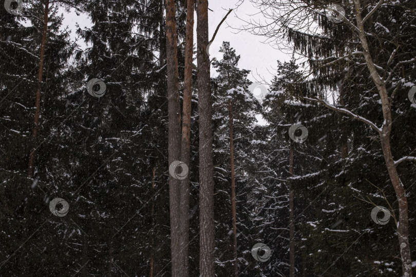 Скачать Зимний лес с сосной во время грозы фотосток Ozero