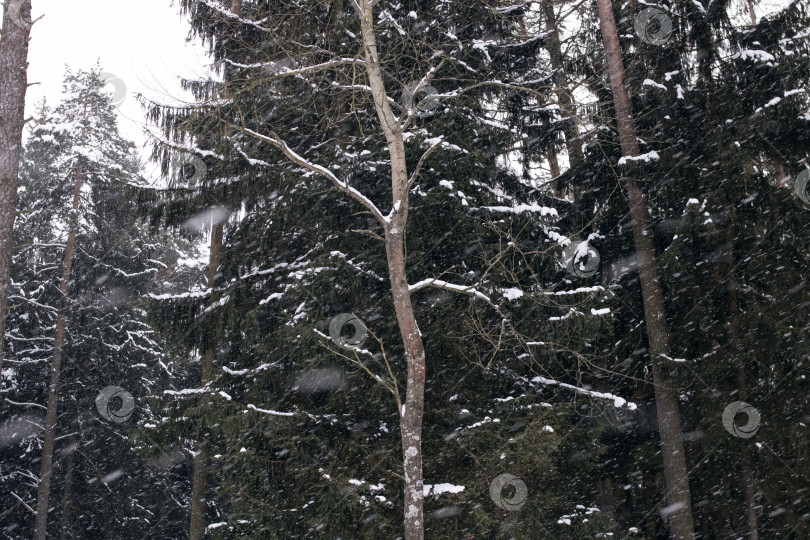 Скачать Зимний лес с сосной во время грозы фотосток Ozero