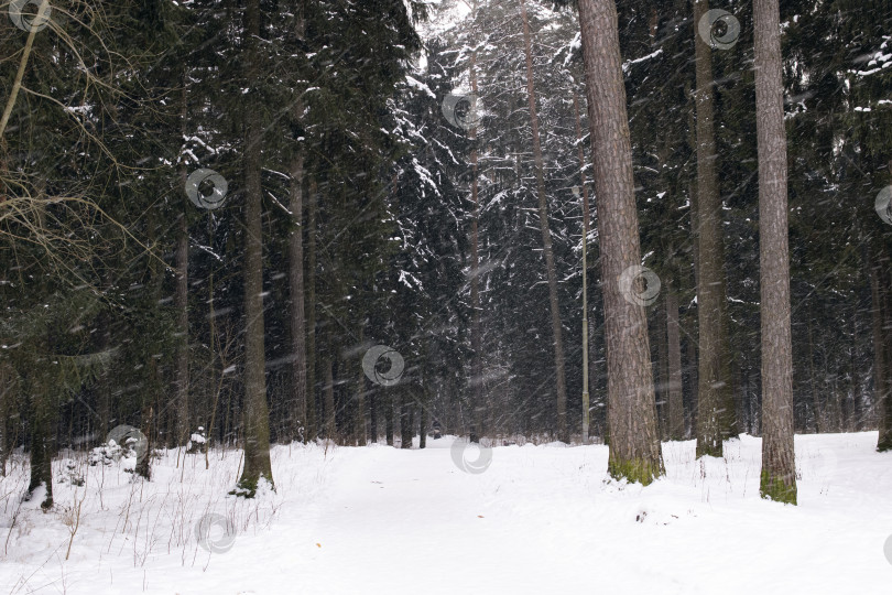 Скачать Зимний лес с сосной во время грозы фотосток Ozero