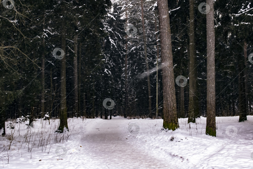 Скачать Зимний лес с сосной во время грозы фотосток Ozero