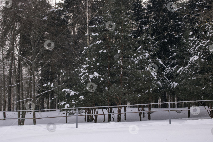 Скачать Зимний лес с сосной во время грозы фотосток Ozero