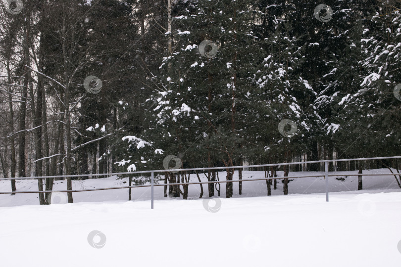 Скачать Зимний лес с сосной во время грозы фотосток Ozero