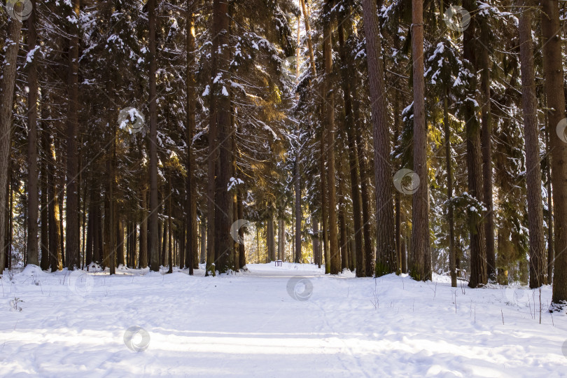 Скачать Зимний лес с сосной в солнечных лучах фотосток Ozero