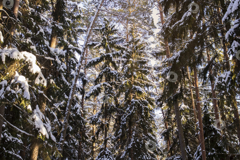 Скачать Зимний лес с сосной в солнечных лучах фотосток Ozero