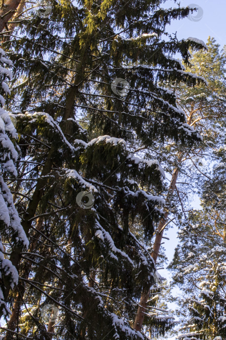 Скачать Зимний лес с сосной в солнечных лучах фотосток Ozero