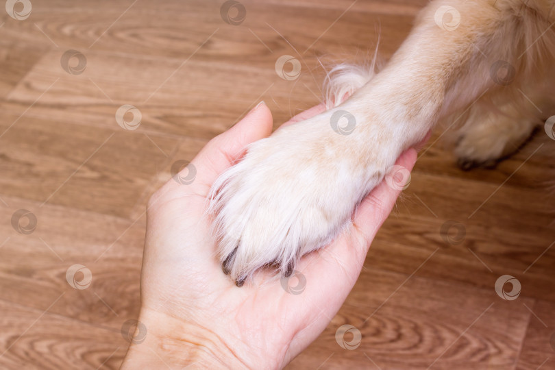 Скачать Собачья лапа в человеческой руке крупным планом, концепция дружбы фотосток Ozero