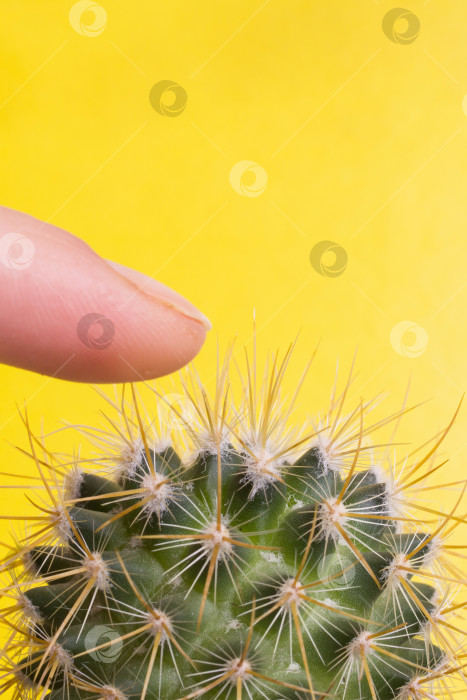 Скачать Уколы пальцев о кактус на желтом фоне фотосток Ozero