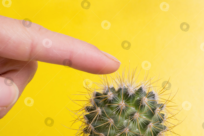 Скачать Уколы пальцев о кактус на желтом фоне фотосток Ozero