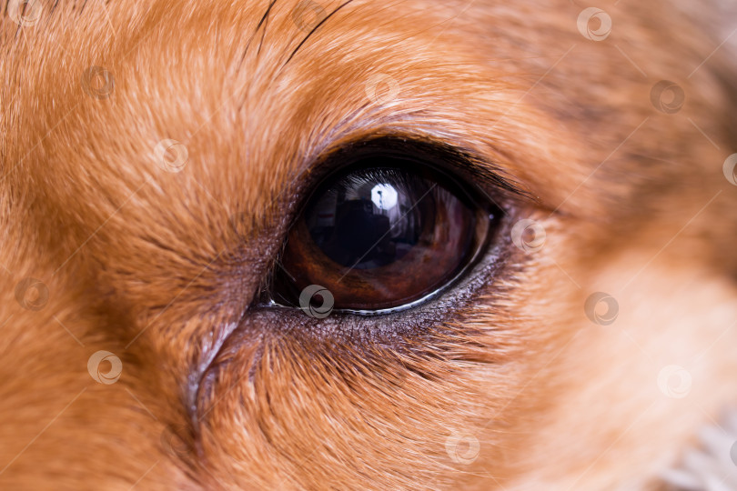 Скачать Глаз рыжей домашней собаки крупным планом фотосток Ozero