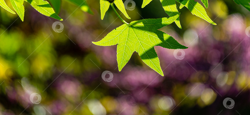 Скачать Красивый крупный план ярко-зеленых листьев Liquidambar styraciflua, янтарного дерева, называемого American sweetgum, на фоне солнца на красочном фоне с фиолетовым боке фотосток Ozero