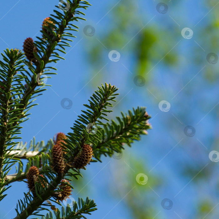 Скачать Ель Abies koreana с молодыми шишками на ветке на фоне голубого неба. Зеленые и серебристые еловые иголки на корейской пихте в весеннем саду. Выборочный фокус крупным планом. Концепция естественного дизайна фотосток Ozero