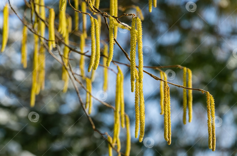 Скачать Corylus avellana или Corylus maxima желтые цветущие сережки из лесного ореха (сережки) на фоне голубого неба. Много красивых и высокоаллергенных сережек из лесного ореха. Выборочный акцент на одиночных сережках. фотосток Ozero