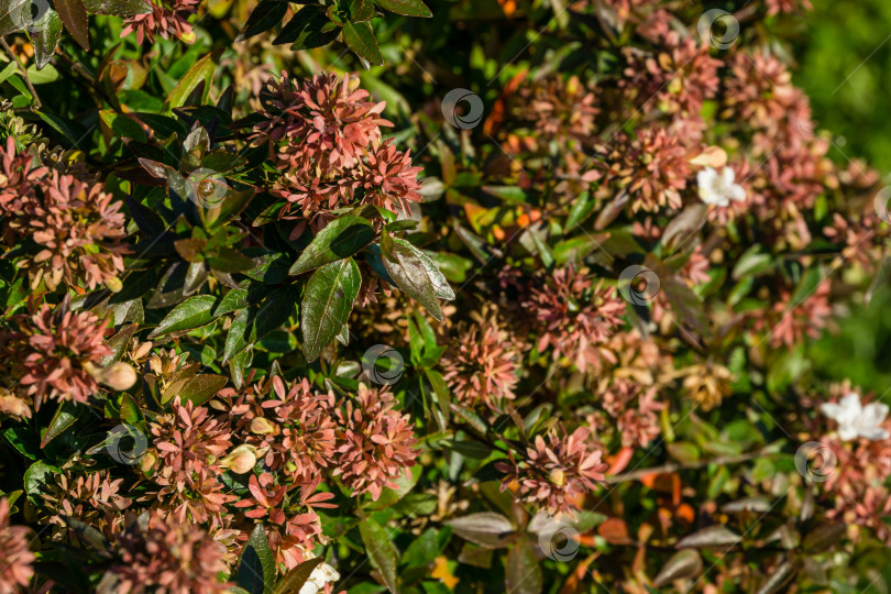 Скачать Цветы и листва кустарника Abelia grandiflora 'Sherwood' (Абелия глянцевая) на Олимпийской набережной в Сириусе. Новая деревня в Имеретинской низменности недалеко от знаменитого курортного города Сочи на юге России. фотосток Ozero