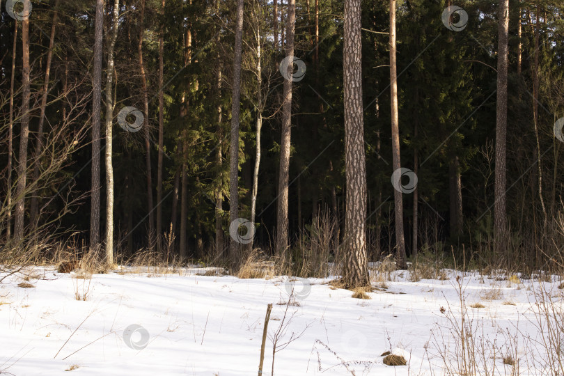 Скачать Высокие сосны в лесу и снег фотосток Ozero