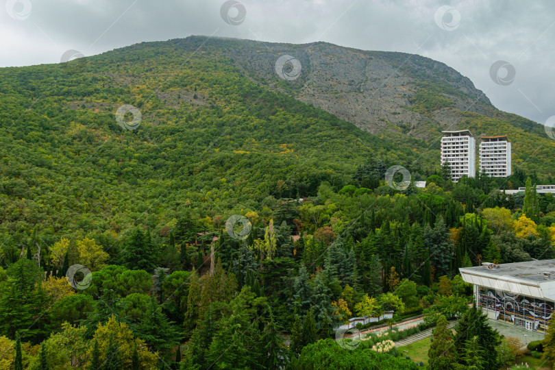Скачать Живописный спокойный осенний пейзаж с хвойными деревьями и кедрами на фоне горы Аю-Даг (Медвежья гора) в санатории "Крым" в Партените. фотосток Ozero