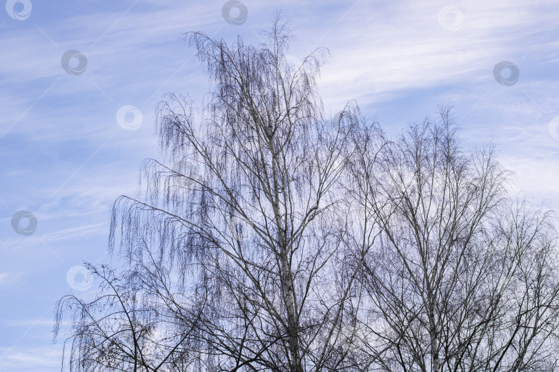 Скачать Ветви деревьев на фоне голубого неба фотосток Ozero