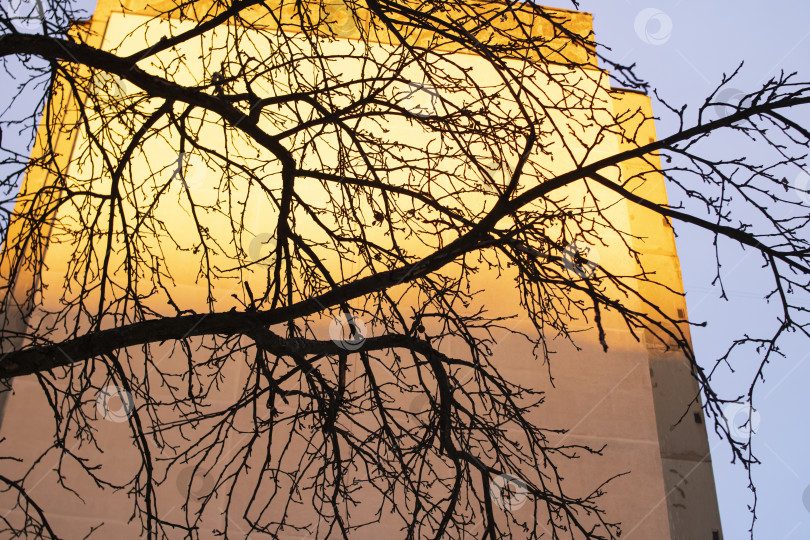 Скачать Ветви деревьев на фоне высокого здания и заката фотосток Ozero