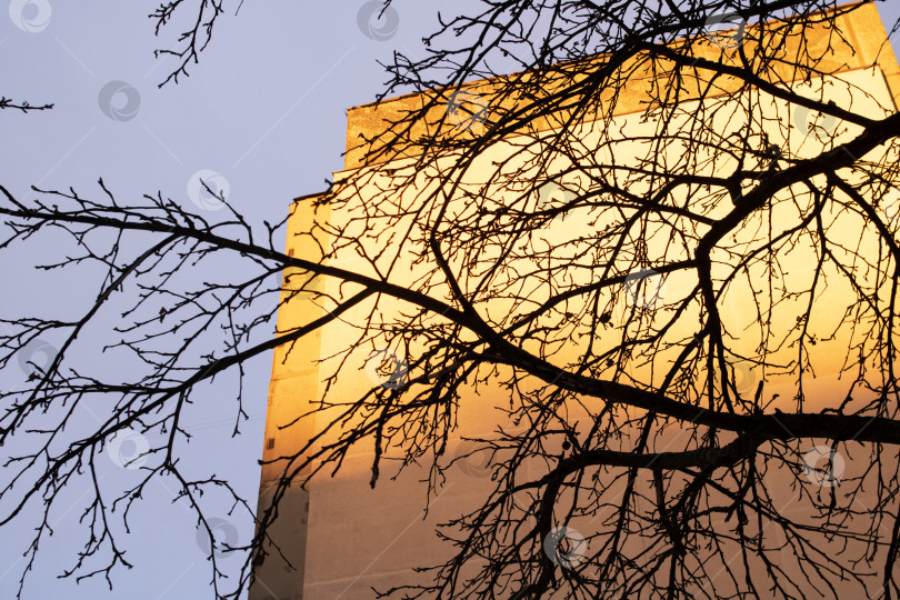 Скачать Ветви деревьев на фоне высокого здания и заката фотосток Ozero