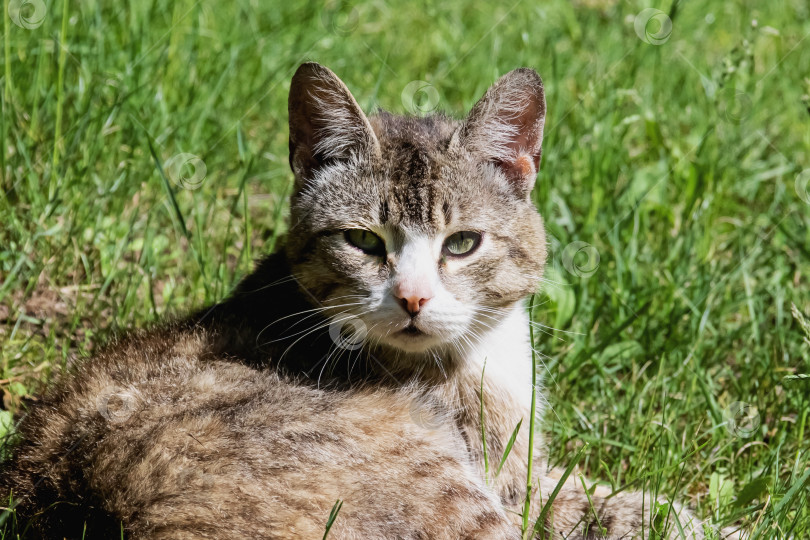Скачать Серый полосатый кот лежит на зеленой траве фотосток Ozero