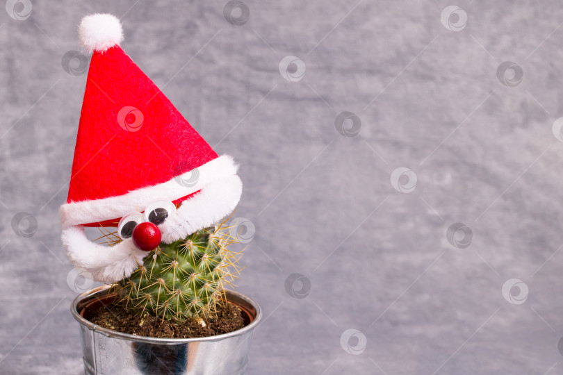 Скачать Зеленый кактус в красной рождественской шапочке на сером фоне фотосток Ozero