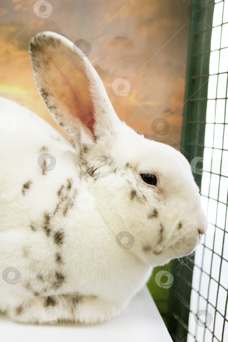 Скачать Черно-белый кролик в клетке крупным планом фотосток Ozero