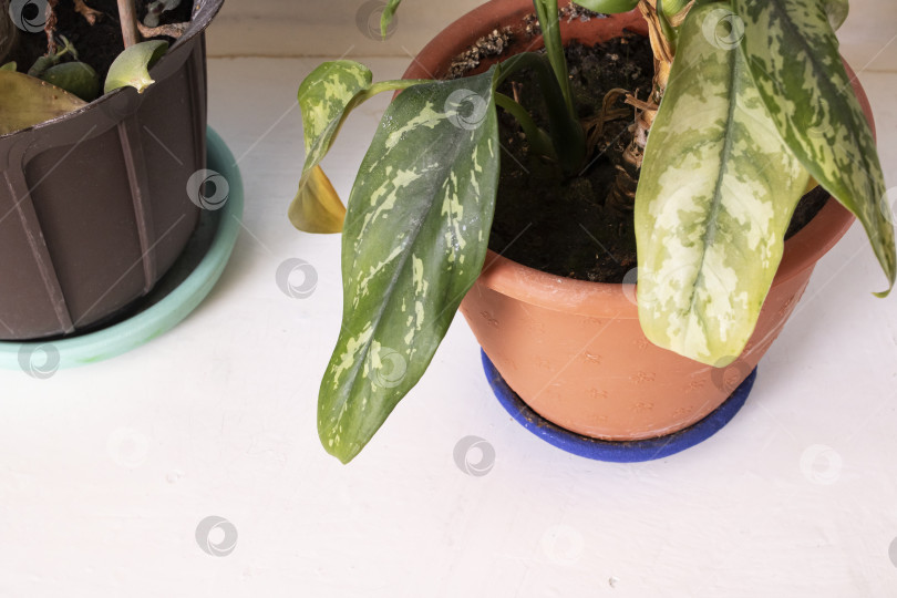 Скачать Зеленые листья домашнего растения в горшке на подоконнике фотосток Ozero