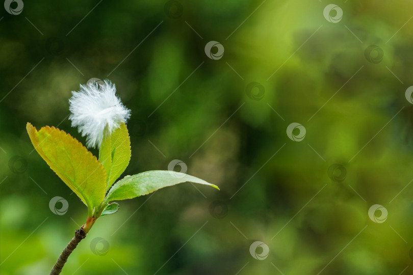 Скачать Белый пушок на зеленых побегах черноплодной рябины (Aronia melanocarpa) фотосток Ozero