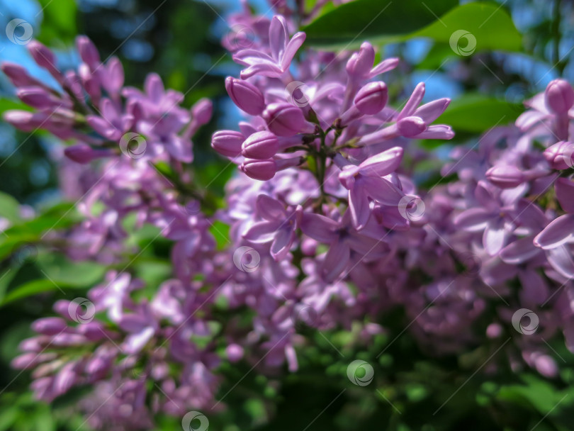 Скачать Мягкий размытый макрофокус розово-сиреневых цветков Syringa microphylla на размытом кусте. Весеннее цветение в солнечный день. фотосток Ozero