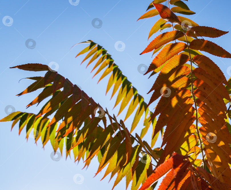 Скачать Осенние красные цвета листьев сумаха Rhus typhina (сумах рогатый, Anacardiaceae) на фоне голубого неба. Фон с рисунком естественной текстуры. фотосток Ozero