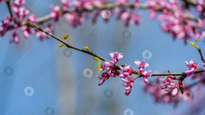 Скачать Гусеница вредителя на пурпурных цветках восточной Редбадии, или Eastern Redbadia Cercis canadensis. Крупный план розовых цветков иудиного дерева. Избирательный фокус. фотосток Ozero
