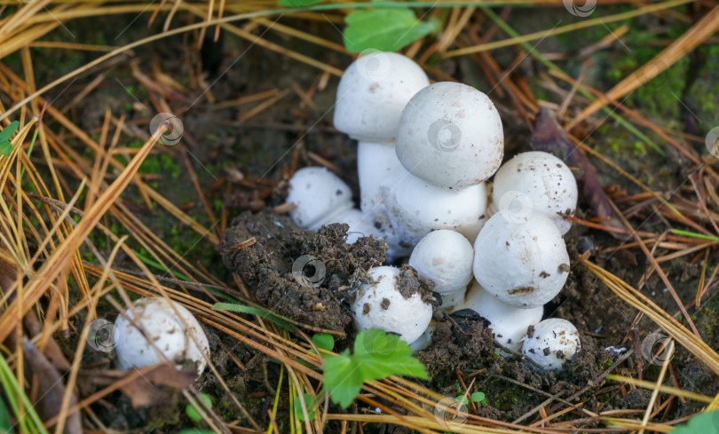 Скачать Новые белые ядовитые грибы Agaricus Xanthodermus на земле. Белые шампиньоны (Agaricus Xanthodermus), широко известные как грибы с желтыми пятнами. После термической обработки они становятся желтыми фотосток Ozero