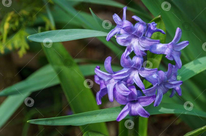 Скачать Макрос весенних цветов violet Hyacinthus orientalis (гиацинт обыкновенный, садовый гиацинт или голландский гиацинт) на зеленом фоне. Аромат цветущего гиацинта рассказывает о ранней весне. Избирательный фокус фотосток Ozero