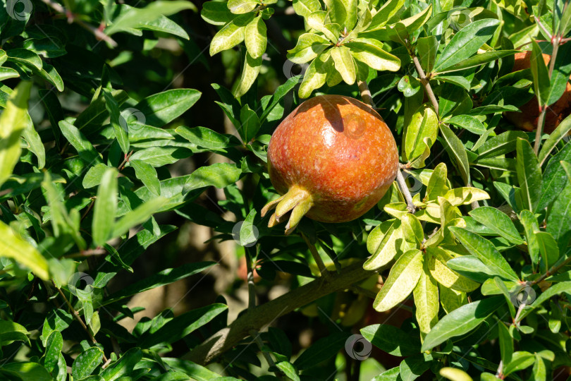 Скачать Спелые красные гранаты (Punica granatum) на дереве в Крымском саду. Солнечный осенний день. Селективный фокус фотосток Ozero